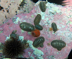 Ischnochiton australis