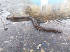 Synbranchus marmoratus