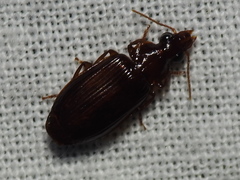 Plochionus timidus