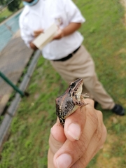 Leptodactylus fuscus