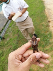 Leptodactylus fuscus