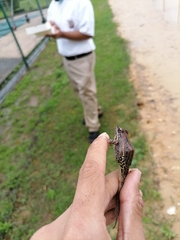 Leptodactylus fuscus