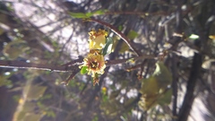 Kageneckia lanceolata