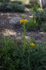 Senecio scorzonella