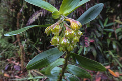 Epidendrum colombianum