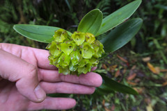 Epidendrum colombianum