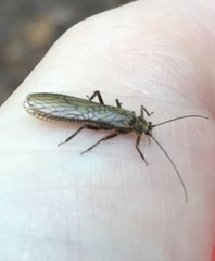 Peltoperlidae