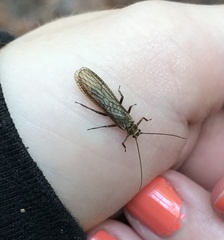 Peltoperlidae
