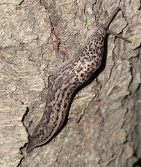 Limax maximus