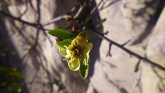 Kageneckia lanceolata