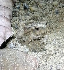 Rhinella horribilis