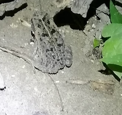 Rhinella horribilis