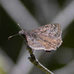 Erynnis telemachus