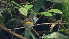 Hypocnemis peruviana