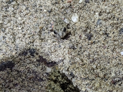 Pleurodema brachyops