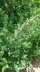 Chenopodium album