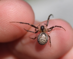 Zygiella x-notata