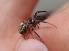 Zygiella x-notata