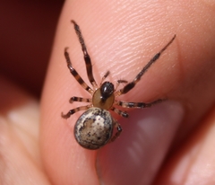 Zygiella x-notata