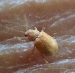 Demotina modesta