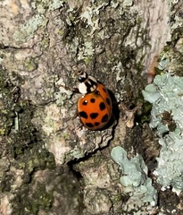 Harmonia axyridis
