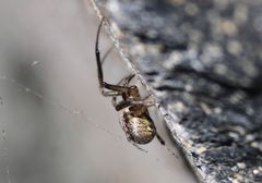 Zygiella x-notata
