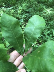 Quercus oglethorpensis