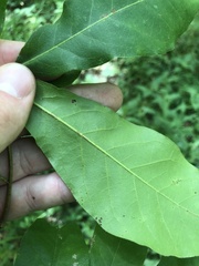 Quercus oglethorpensis