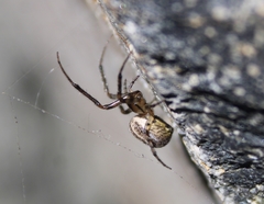 Zygiella x-notata