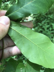 Quercus oglethorpensis