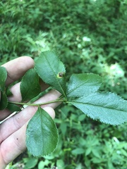 Crataegus berberifolia