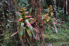Guzmania gloriosa