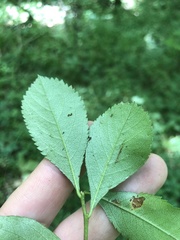 Crataegus berberifolia