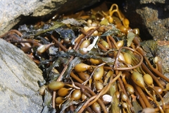 Coelopidae