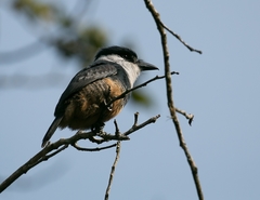Notharchus swainsoni