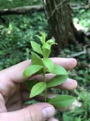 Solidago ulmifolia palmeri