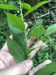 Solidago ulmifolia palmeri