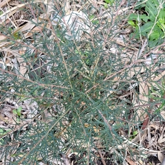 Ricinocarpos pinifolius