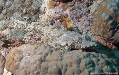 Cymbacephalus beauforti