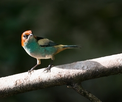 Stilpnia peruviana