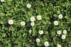 Bellis perennis