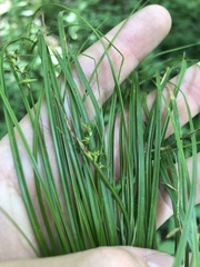 Carex socialis