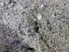 Pleurodema brachyops