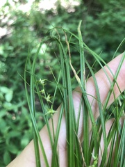 Carex socialis