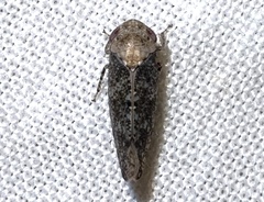 Paraphlepsius collitus