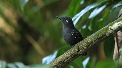 Myrmelastes hyperythrus