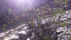 Kageneckia lanceolata