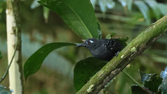 Myrmelastes hyperythrus