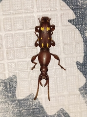Baryrhynchus