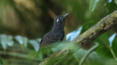 Myrmelastes hyperythrus